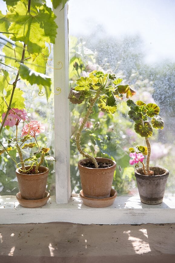 Maceta con plato Helena, 12 cm, rosa