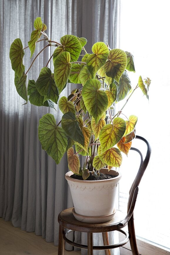 Maceta Københavner, 16 cm, rosa, con plato