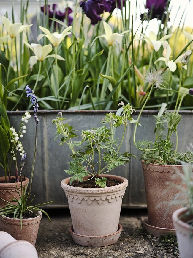 Maceta Københavner, 16 cm, rosa, con plato
