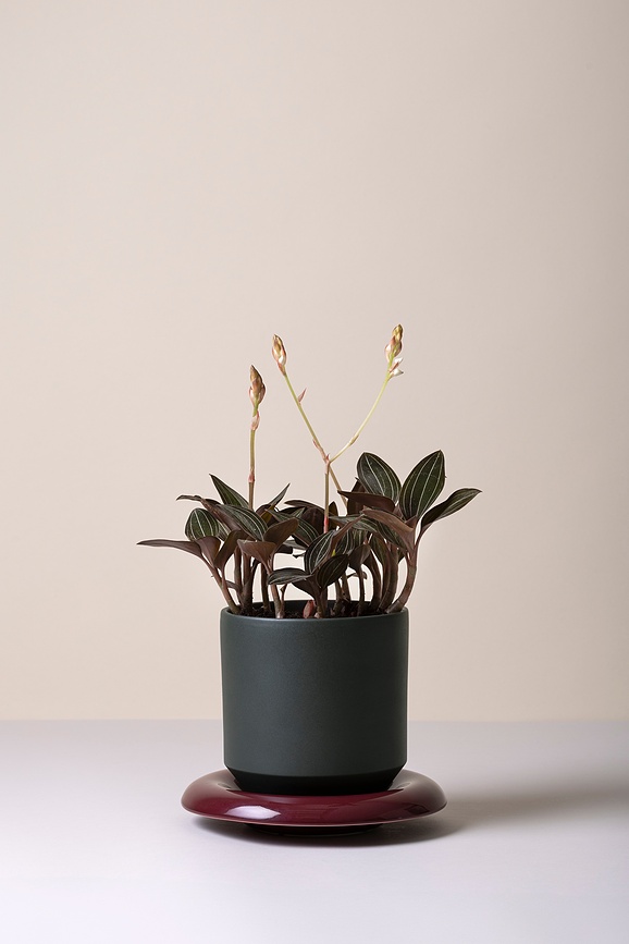 Maceta Lily, 18 cm, gris verdoso