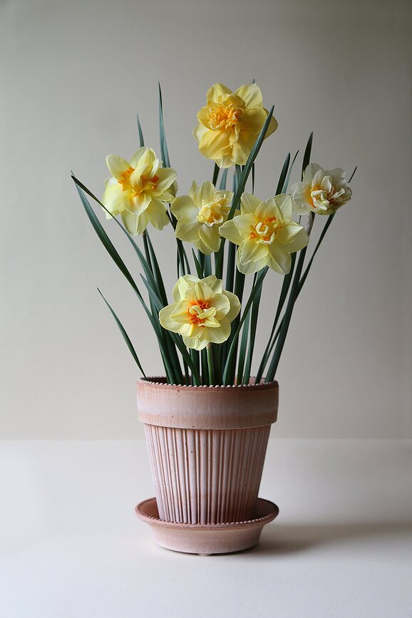 Maceta Simona, 12 cm, rosa, con plato