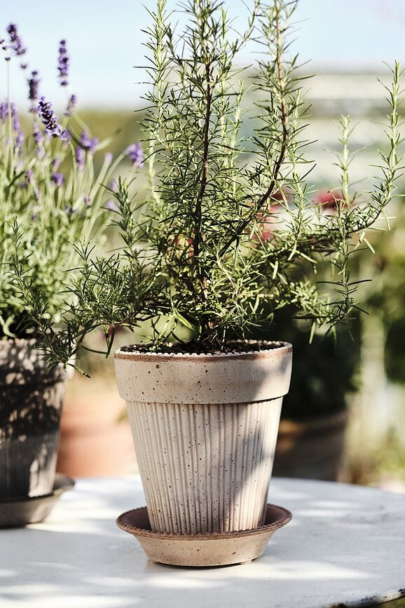 Maceta Simona, 12 cm, rosa, con plato