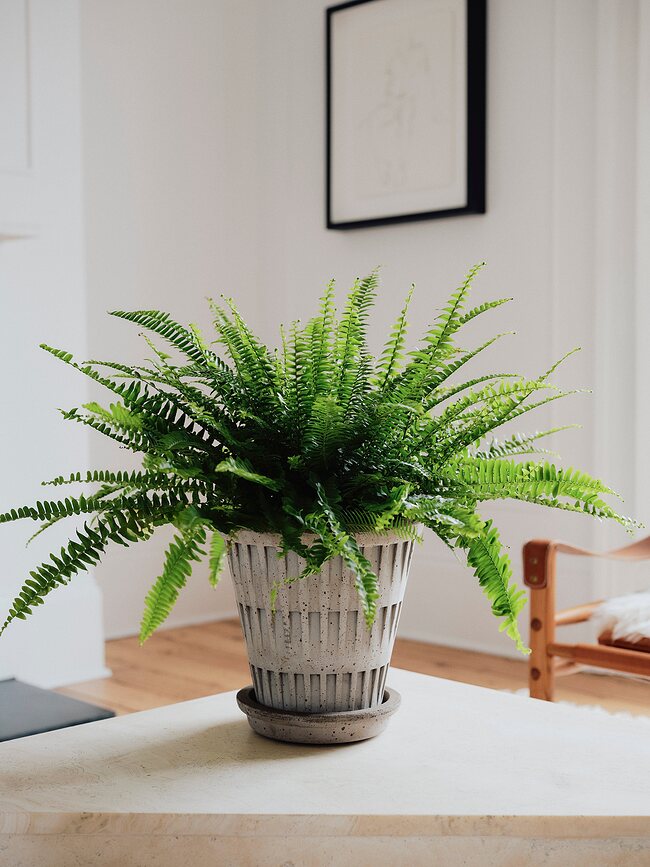 Pantheon Γλάστρα με πιατάκι, 21 εκ., γκρι