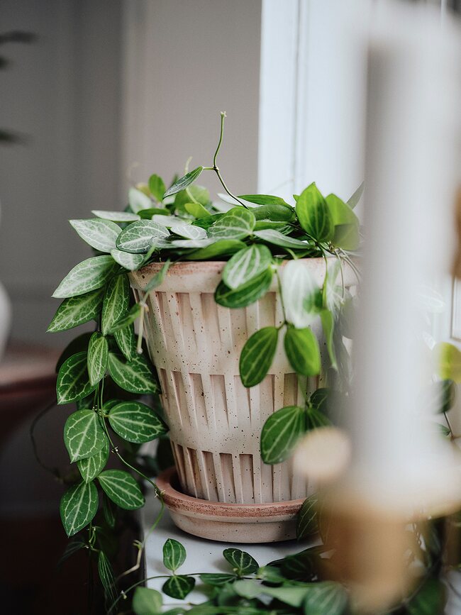 Pantheon Γλάστρα με πιατάκι, 12 εκ., ροζ