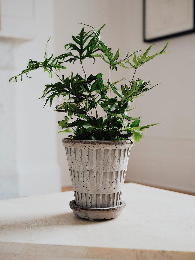 Pantheon Pot de Fleurs avec Soucoupe 12 cm, gris