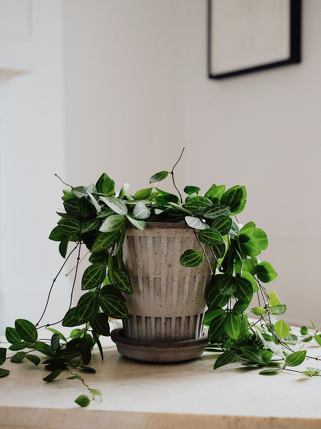 Pantheon Pot de Fleurs avec Soucoupe 12 cm, gris