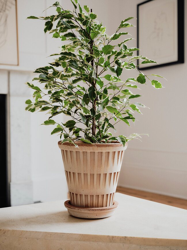 Pantheon Pot de Fleurs avec soucoupe, 14 cm, rose
