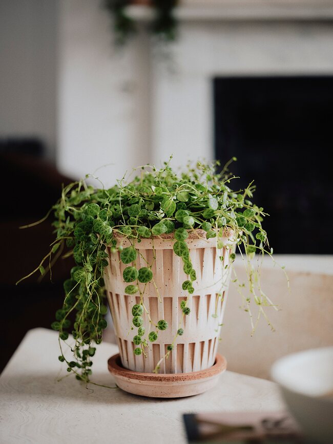 Pantheon Pot de Fleurs avec soucoupe, 14 cm, rose