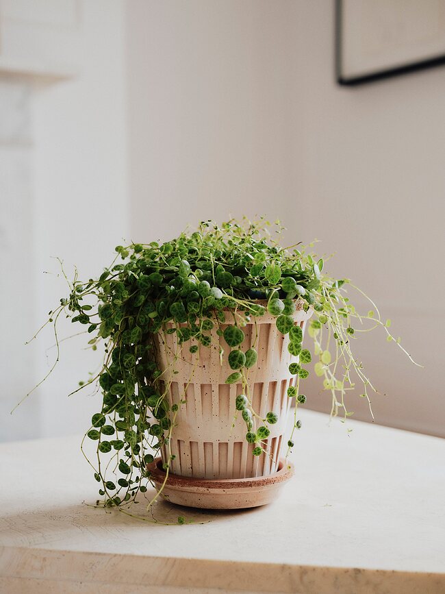 Pantheon Pot de Fleurs avec soucoupe, 14 cm, rose