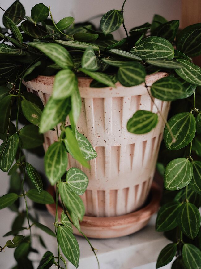 Pantheon Pot de Fleurs avec soucoupe, 14 cm, rose