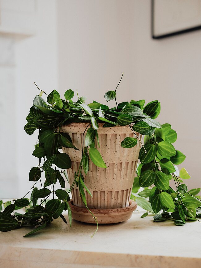 Pantheon Tegla s podloškom 12 cm ružičasta