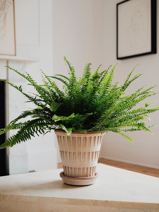 Pantheon Tegla s podloškom 12 cm ružičasta