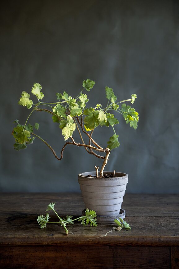 Planet Mars Pot de Fleurs avec soucoupe, 12 cm, gris