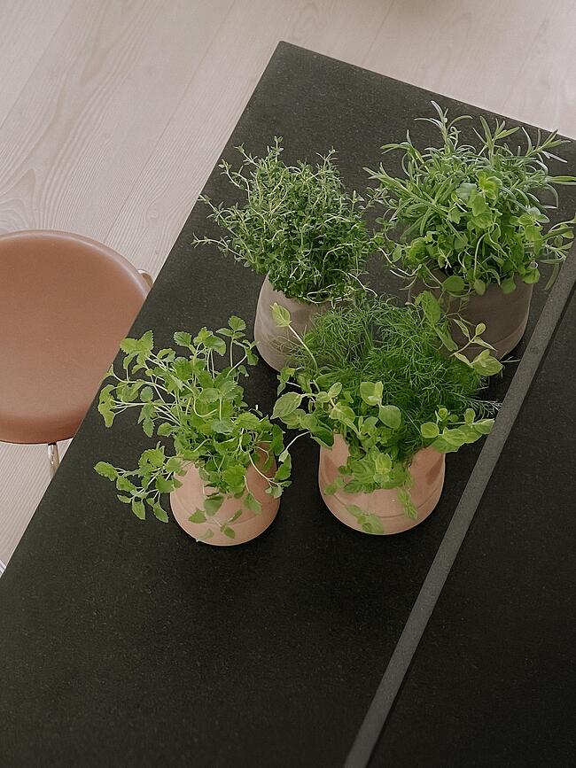 Savaiminio laistymo vazonas žolelėms Viva, 14 cm, rožinis