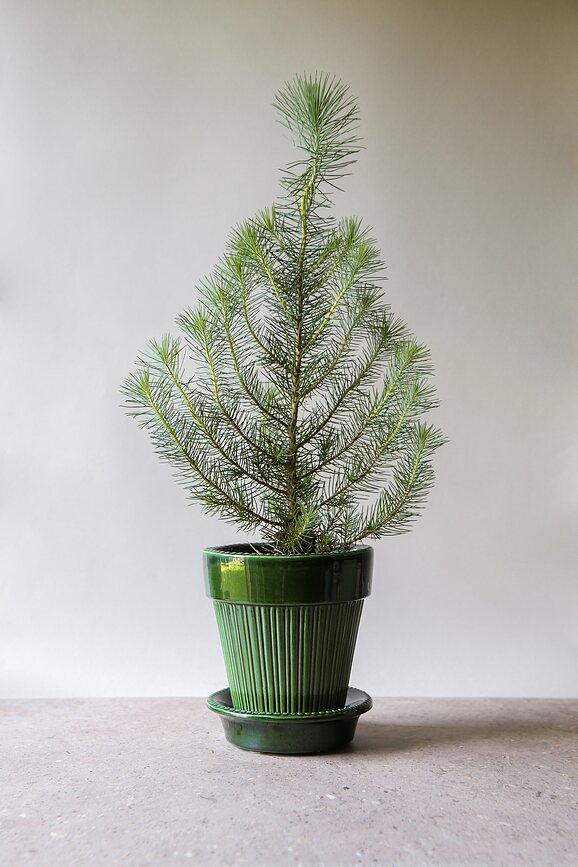 Simona Lonec glaziran, s podstavkom, 12 cm, zelen