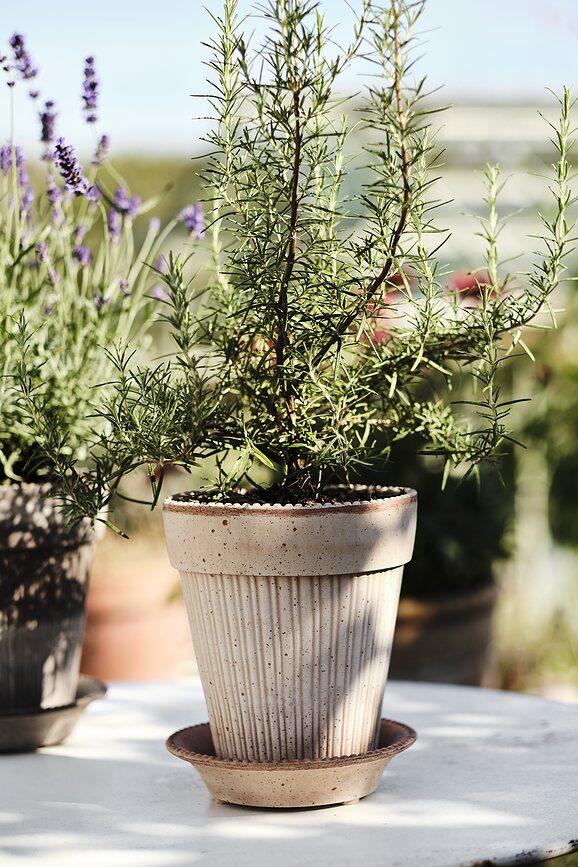 Simona Γλάστρα με πιατάκι, 12 cm, ροζ