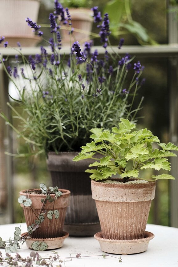 Simona Pot de Fleurs avec soucoupe, Ø 12 cm, rose