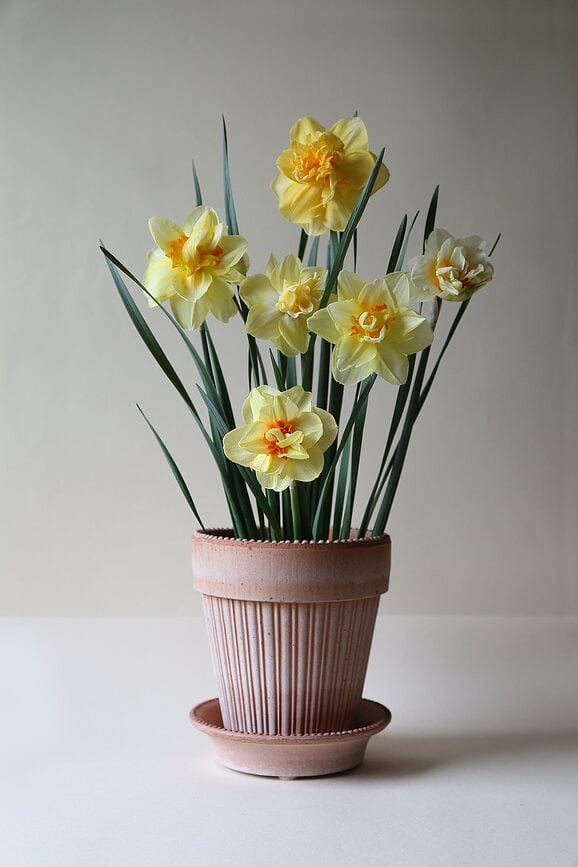 Simona Pot de Fleurs avec soucoupe, Ø 12 cm, rose