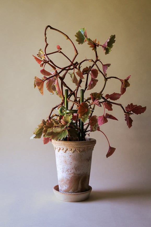 Tutor para plantas Hinto, verde oscuro