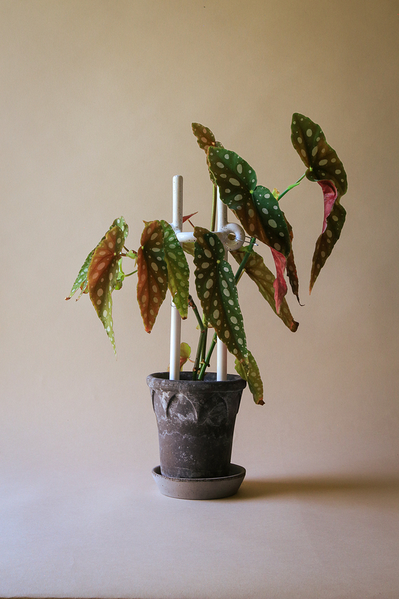 Tutor para plantas Hinto, verde oscuro