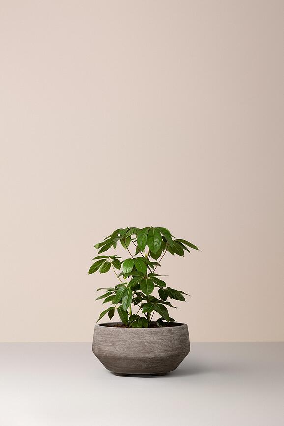 Vazonas Doma 90 cm, pilkas