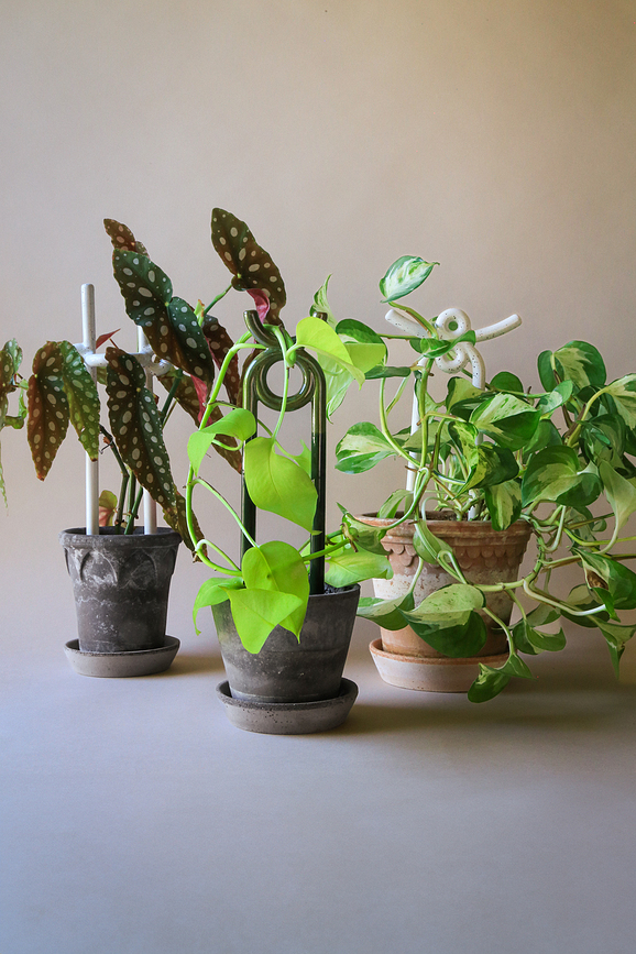 Yuma Support pour Plantes, vert foncé