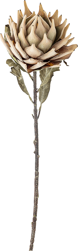 Bloomingville Fleur Artificielle Lunaria, 76 cm, beige