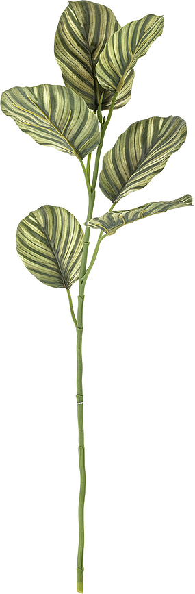 Planta Artificial Calathea Fasciata, Bloomingville
