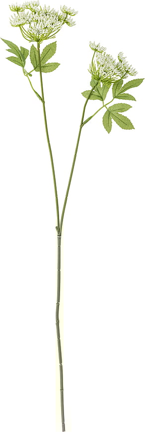 Planta Artificial decorativa Bloomingville, Podagraria