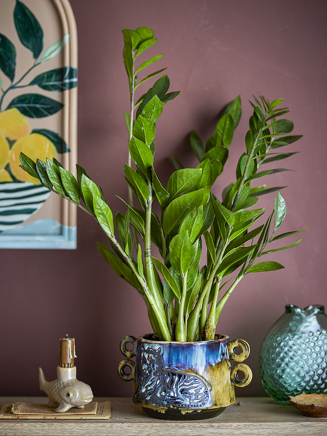 Walton Κασπώ, 15 cm