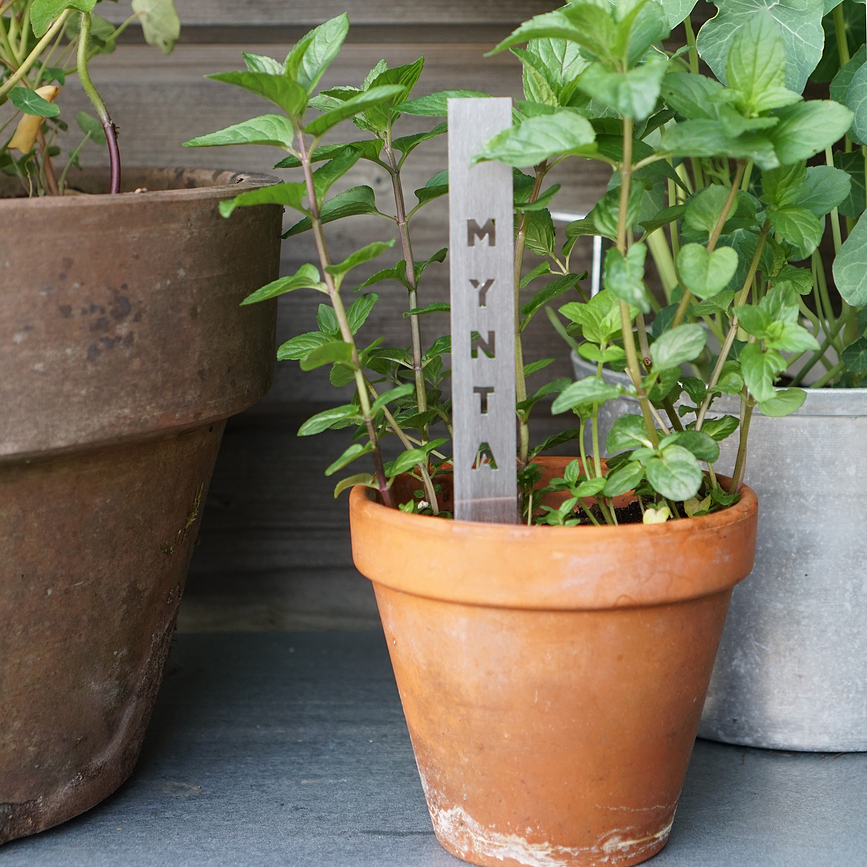 Born in Sweden Chili Marqueur pour Herbes, en acier inoxydable