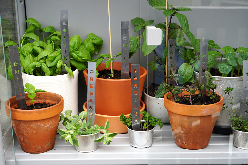 Born in Sweden Chili Marqueur pour Herbes, en acier inoxydable