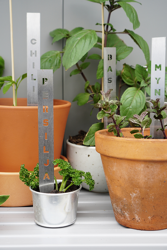 Born in Sweden Chili Marqueur pour Herbes, en acier inoxydable