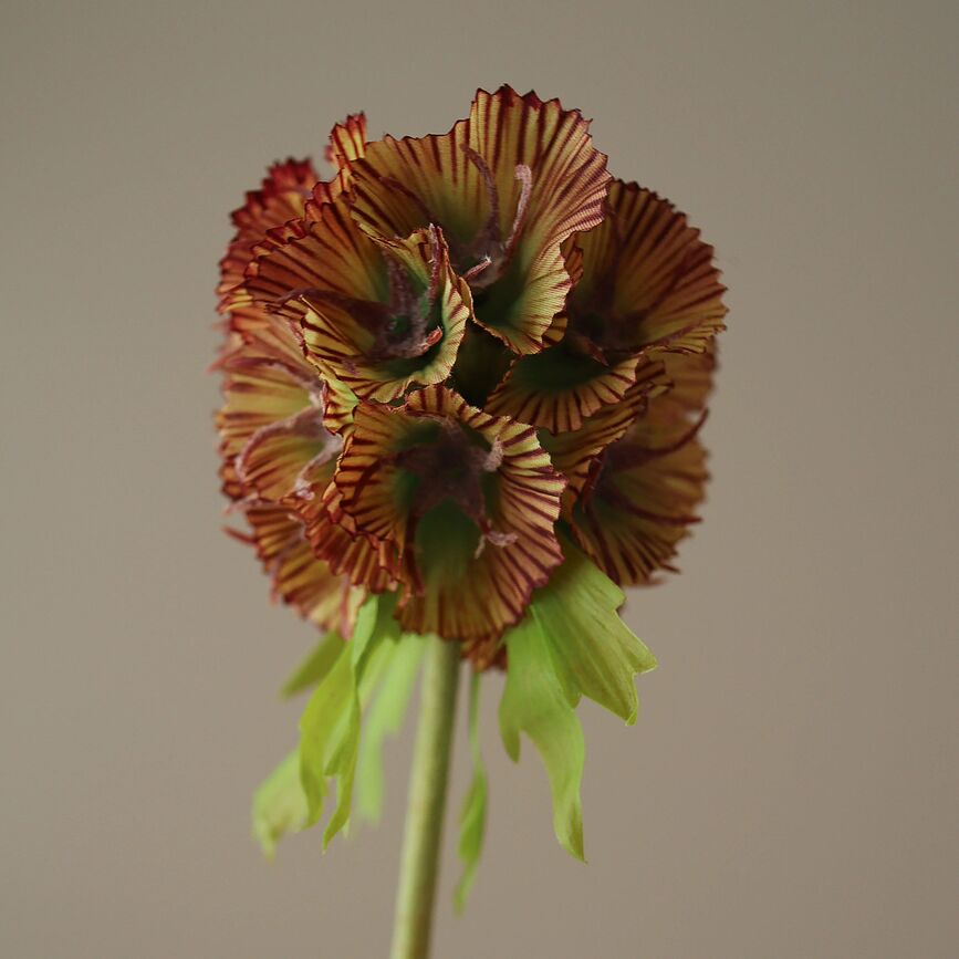 Botane Umetna roža Scabiosa, 55 cm, svetlo zelena