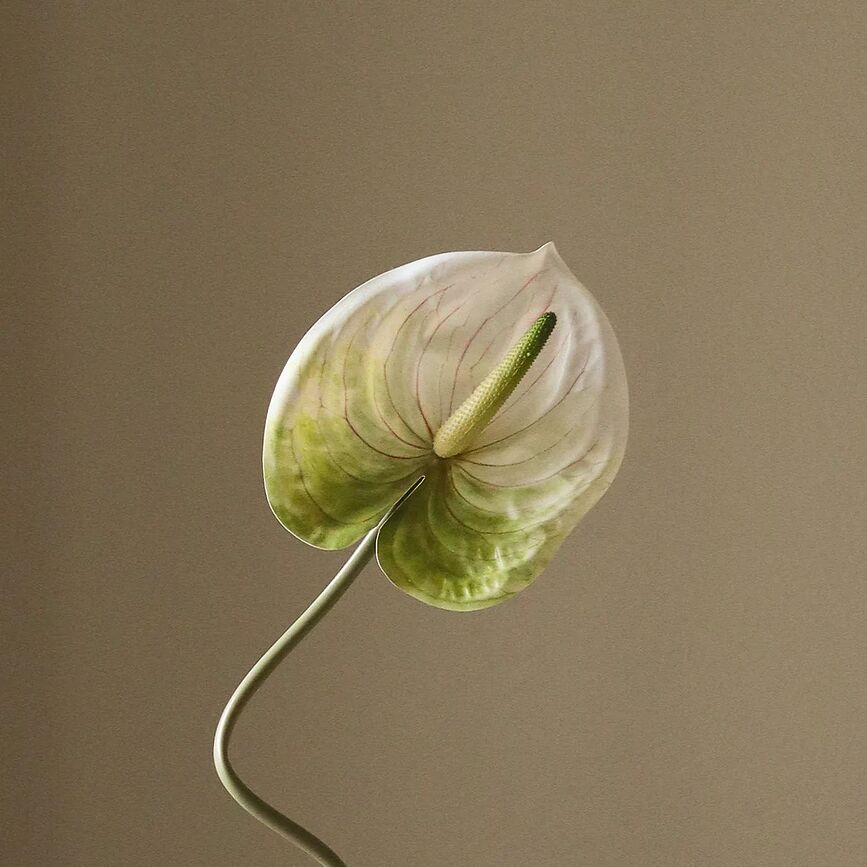 Τεχνητό λουλούδι Botane ανθούριο 67 cm, μπορντό
