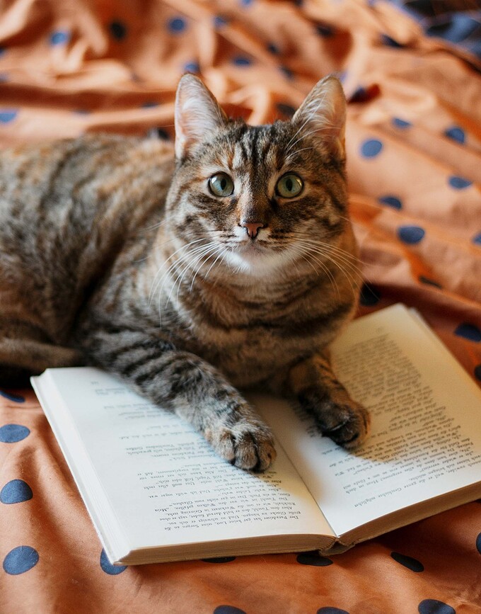 Turn Over Posteljina 135x200 cm orahova s jastučnicom 80x80 cm