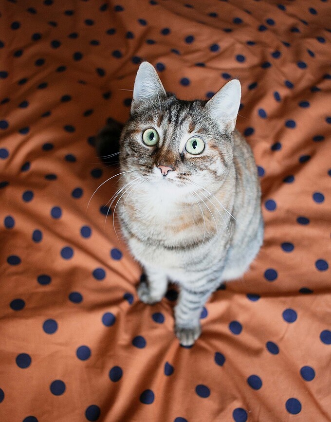 Turn Over Posteljina 135x200 cm orahova s jastučnicom 80x80 cm