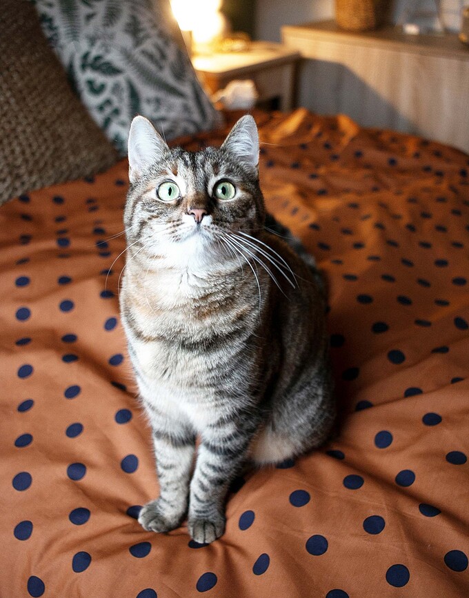 Turn Over Posteljnina, 135 x 200 cm, orehova, s prevleko za vzglavnik 80 x 80 cm