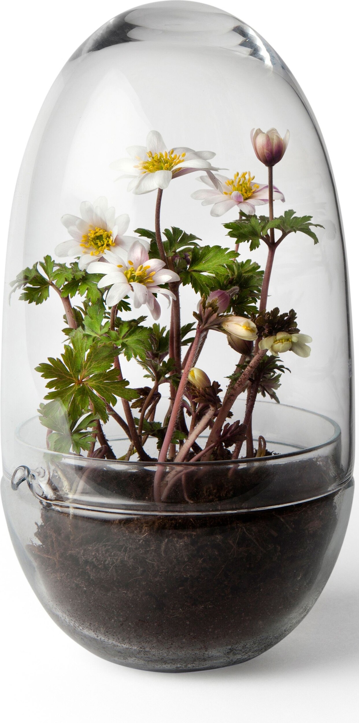 Grow M Gewächshaus