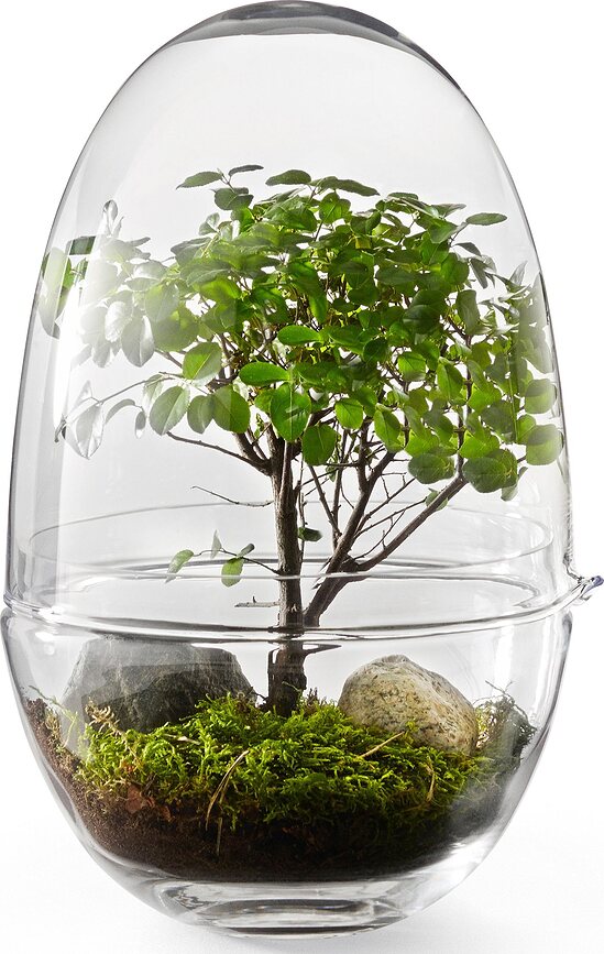 Grow Serre