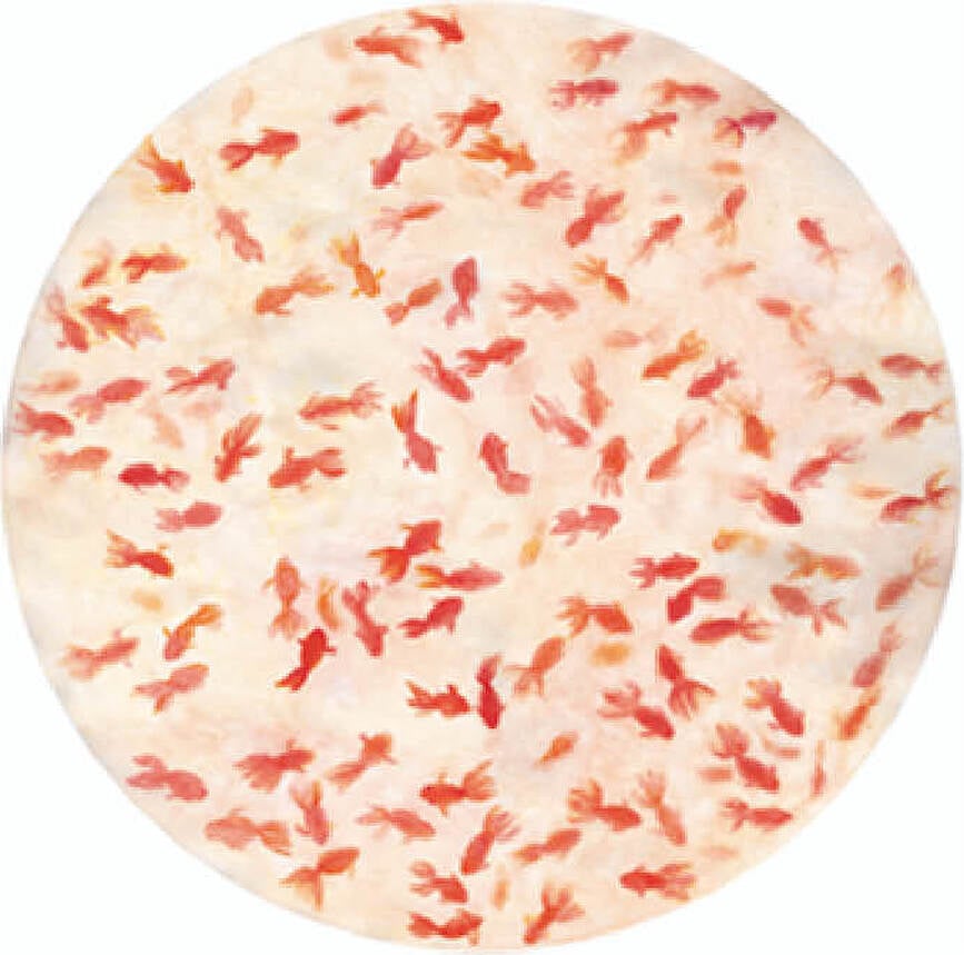 The White Snow Kingyo Plat de Service 32 cm, rouge-orange