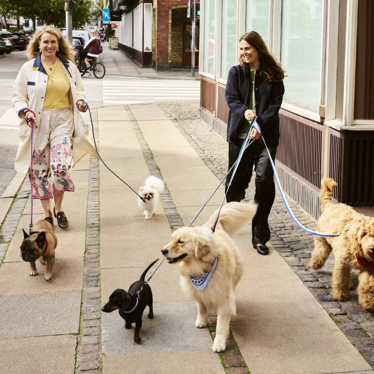 Chiens en promenade avec des colliers et bandanas de designer.
