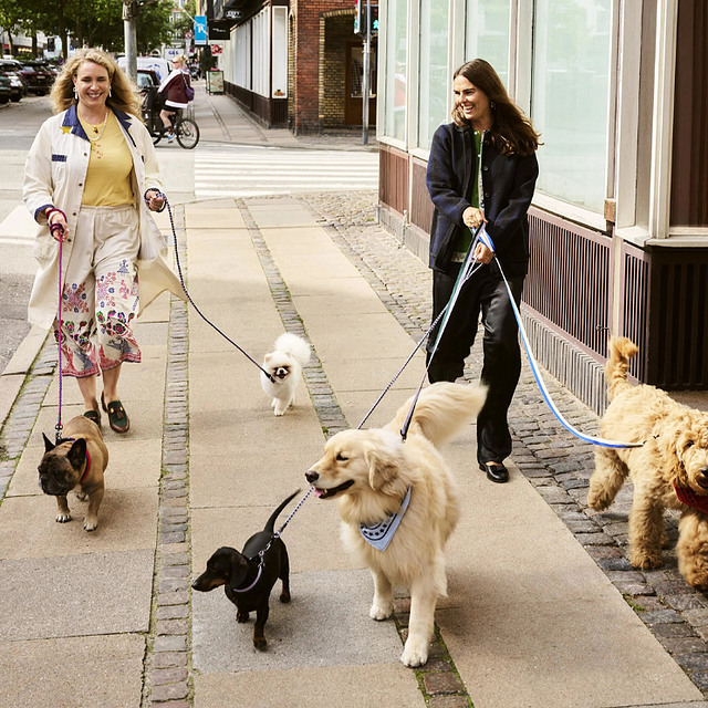 Chiens en promenade avec des colliers et bandanas de designer.