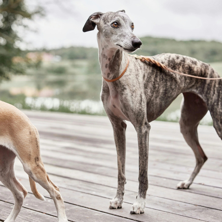 Lévrier avec un collier délicat