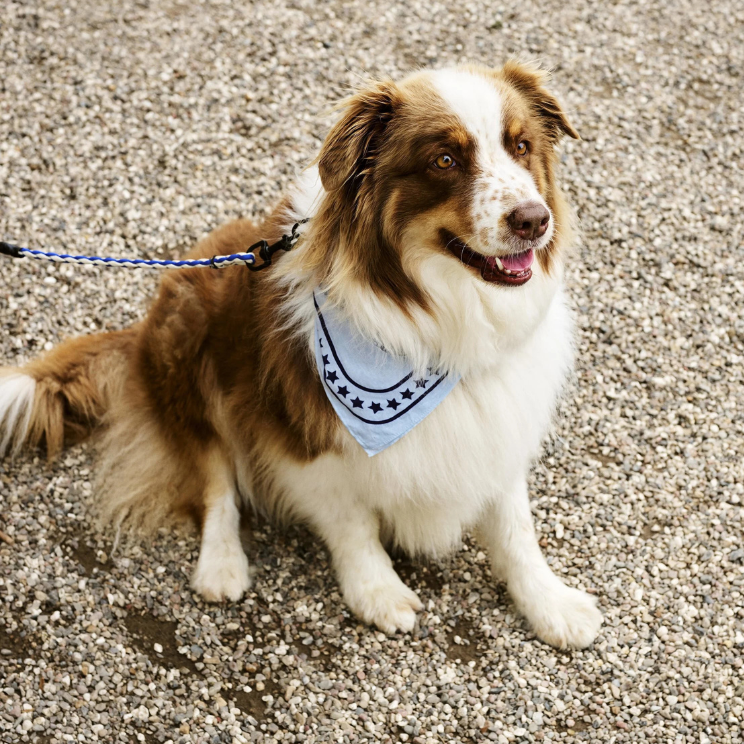 Chien avec un bandana de designer