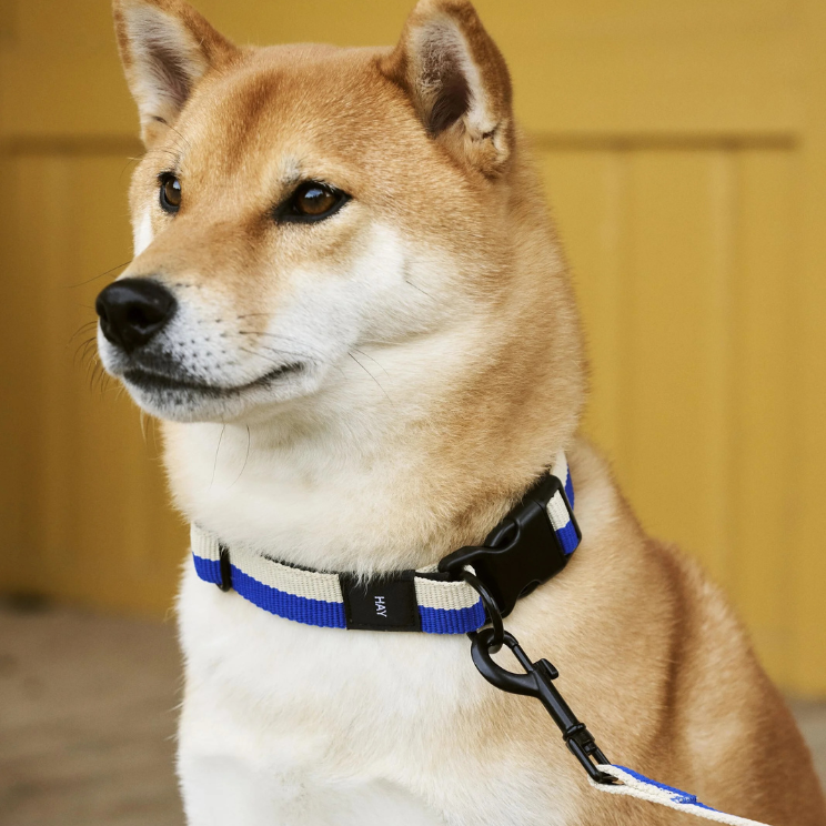 Chien Akita avec un collier confortable