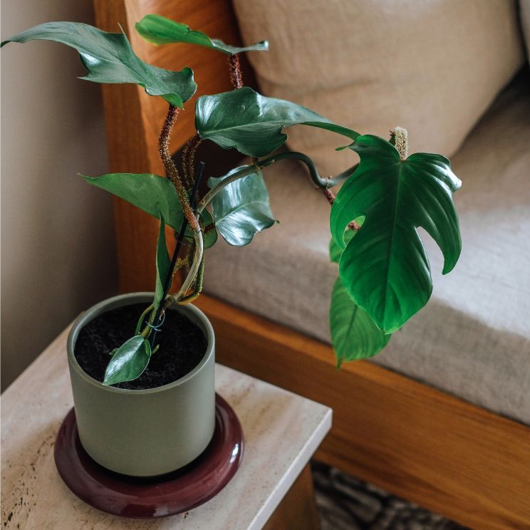 Monstera pot: small model by the bed
