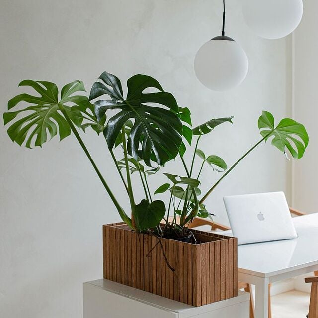 Monstera pot must give the plant plenty of room to grow