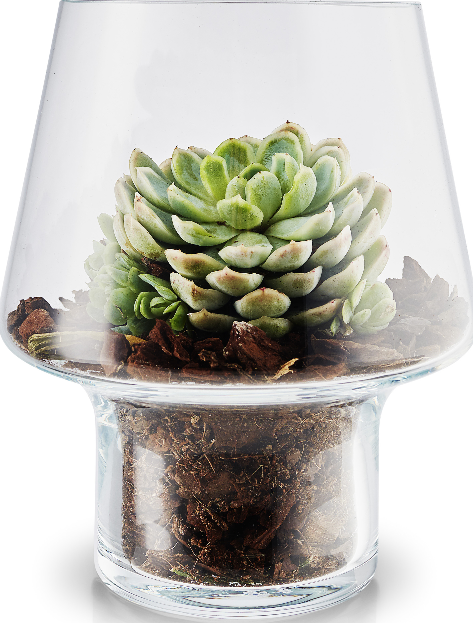 Eva Solo Blumentopf für Sukkulenten 15 cm aus Glas