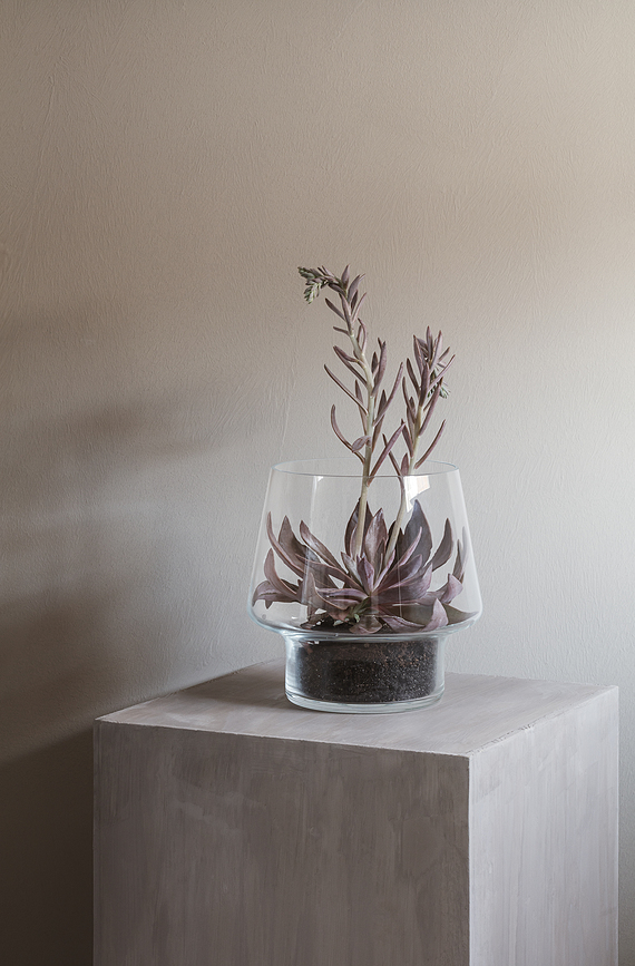 Eva Solo Pot pour succulentes, 15 cm, verre